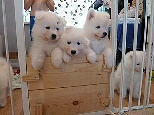 bílé Samoyed štěňata